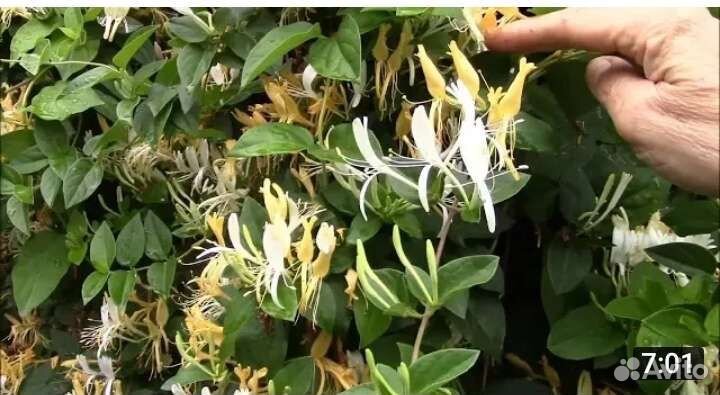 Жимолость каприфоль