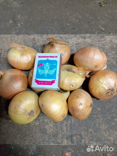 Лук севок,лук на перо,лук выборок