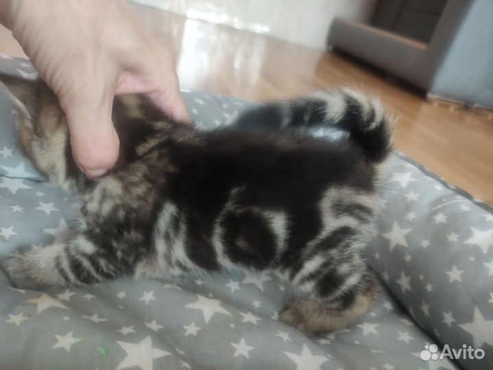 Британские котята