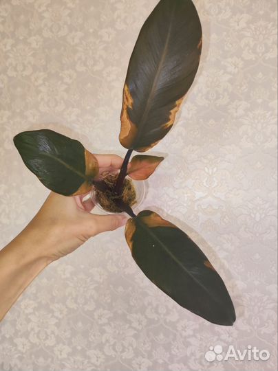 Филодендрон Блек кардинал вариегатный