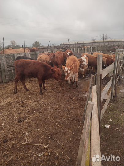 Бык телята