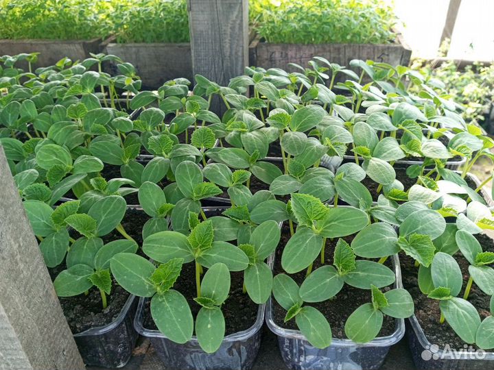 Рассада.Цветы.Деревья.Кустарники