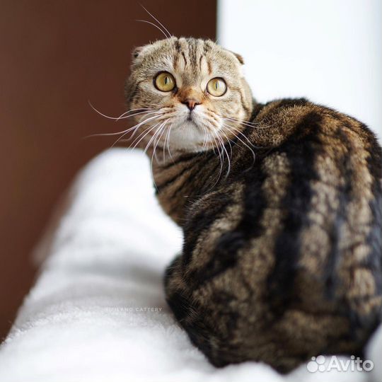 Шотландская