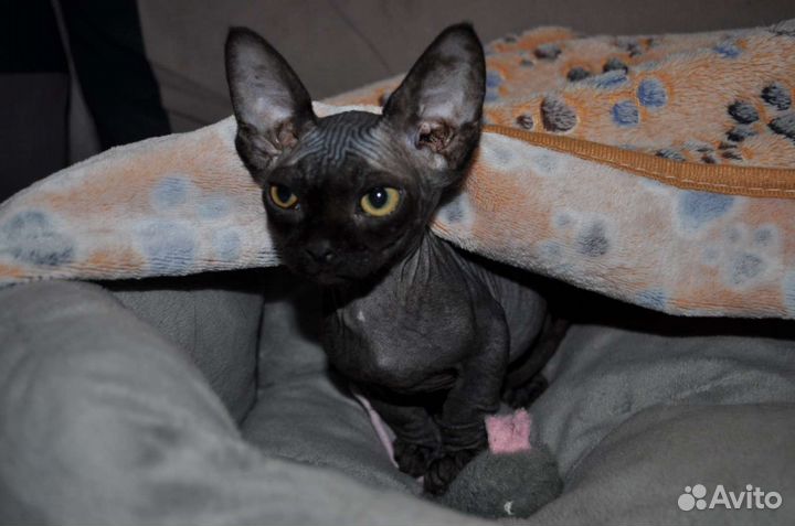 Передержка животных