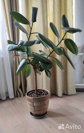 Фикус каучуконосный