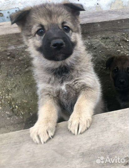 Собака в добрые руки щенок. Обработаны. Привиты