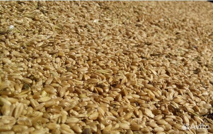 Продам зерно пшеница