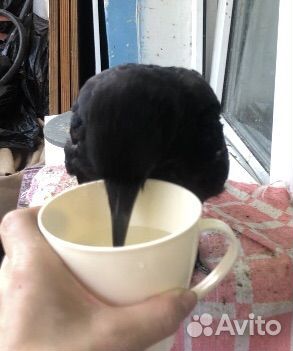 Вороны птенец