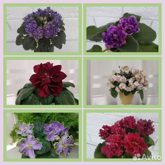 Фиалки сортовые