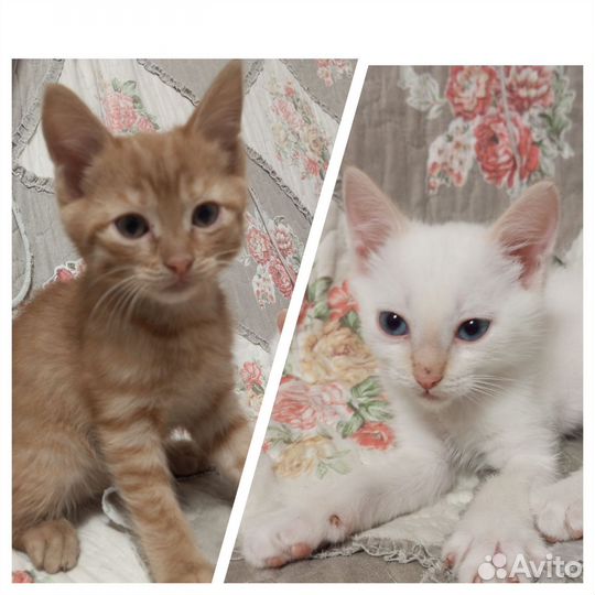 Кошки в добрые руки бесплатно