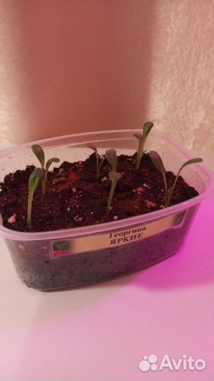 Георгины рассада