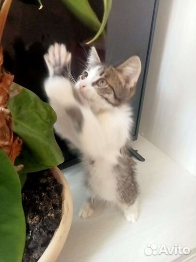 Котейка ищет хозяина