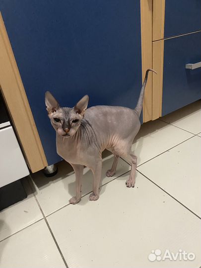 Отдам бесплатно кошку