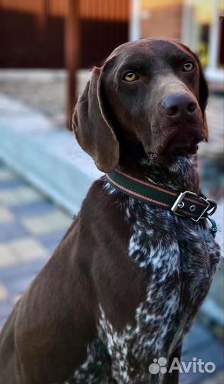 Щенок Курцхаар