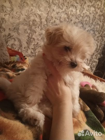 Щенок девочка помесь болонки и карликового пинчера