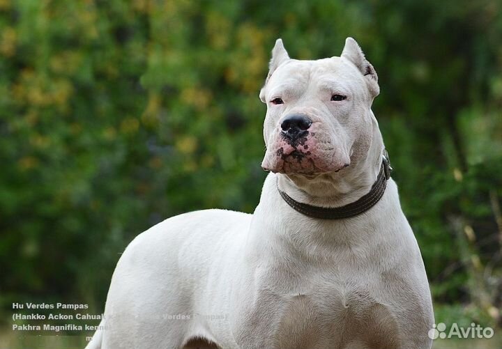 Аргентинский дог щенки