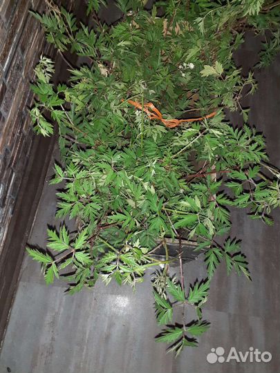 Куст ежевики Китатини