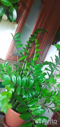 Замиокулькас