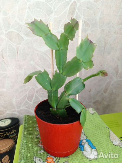 Декабрист / шлюмбергера