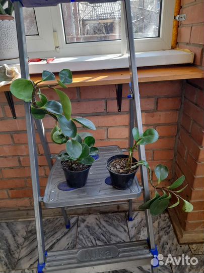 Продам пиперомию туполистную или обменяю