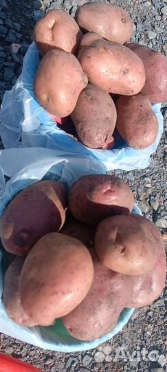 Продам экологически чистый вкусный картофель