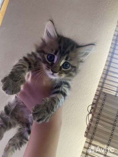 Сибирские котята
