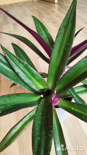 Хлорофитум Орандж, Традесканция Рео