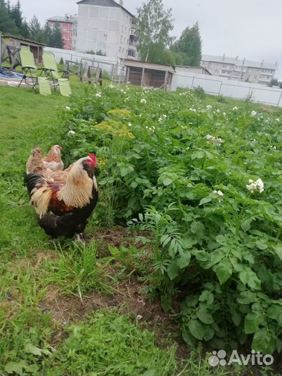 Семья куриц Фавероль