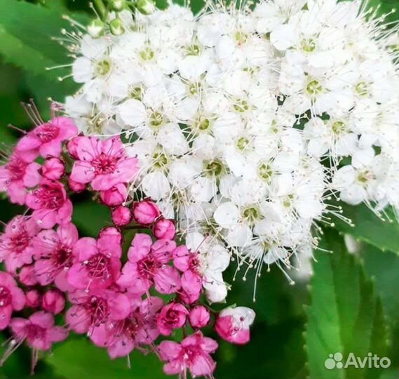 Саженцы спиреи шаробаны гинпей