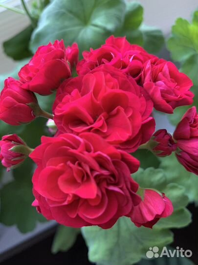 Коллекционная пеларгония та Амазонка