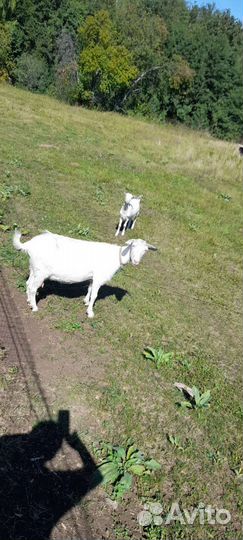 Продаются козлята девочки и мальчик