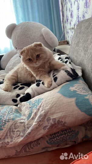 Шотландский вислоухий кот