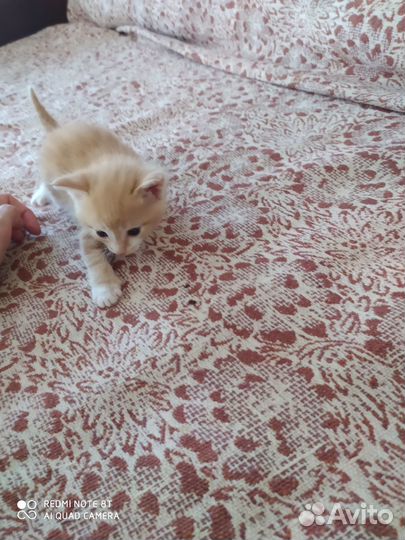 Отдам котят бесплатно в добрые руки