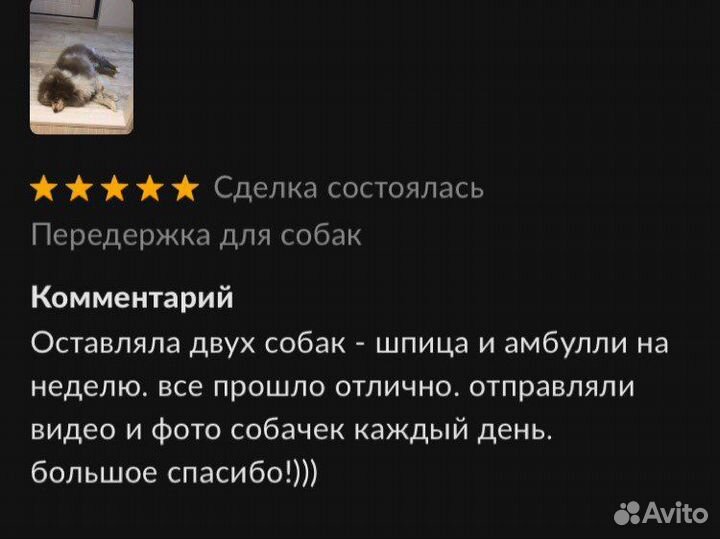 Передержка для собак