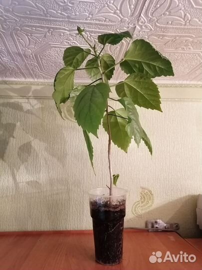 Гибискус махровый красный