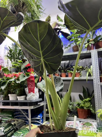 Алоказия Регал Шилдс Крупномер