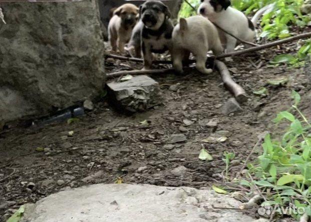 Щеночки дворняжки маленькие лапочки