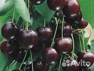 Вишня шоколадница (Дерево)