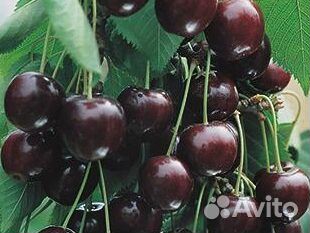 Вишня шоколадница (Дерево)