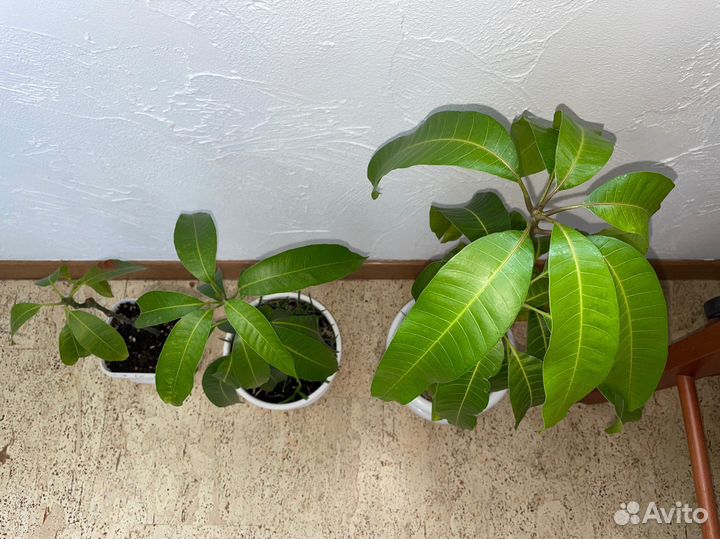 Манго (манговое растение)