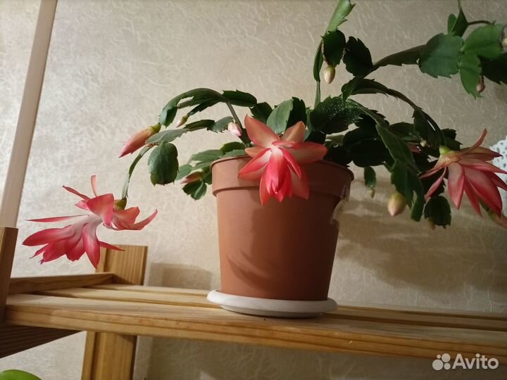 Декабрист красный