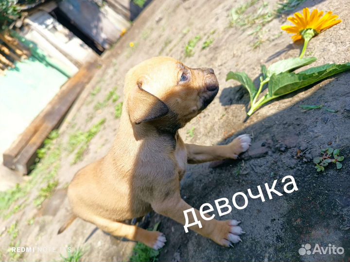 Собаки щенки питбуля