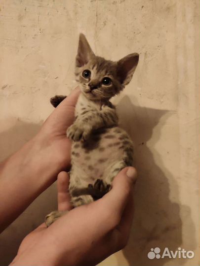 Канадский сфинкс мальчик и девочка