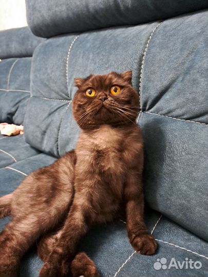 Кот дарю