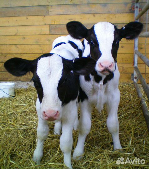 Телочки и бычки