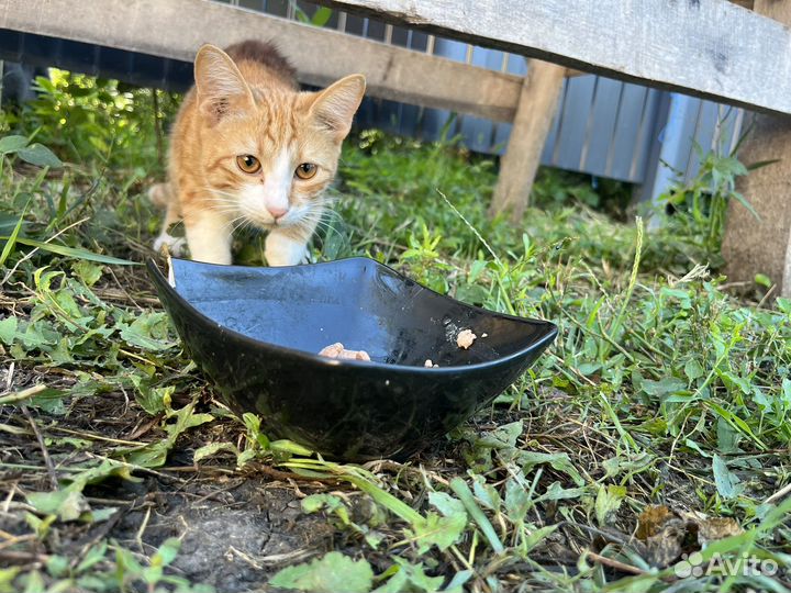 Кошка в дар