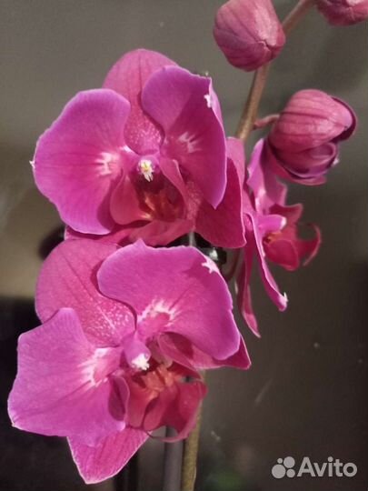 Орхидея Стелленбош бабочка купить в Плеханово | Товары для дома и дачи |  Авито