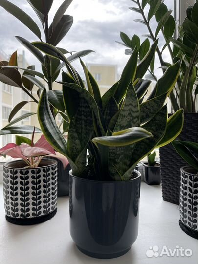 Сансевиерия