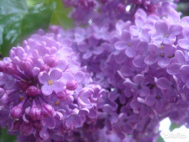 Саженцы сирень белая, фиолетовая