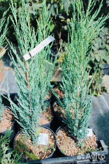 Можжевельник блю эрроу 150 см